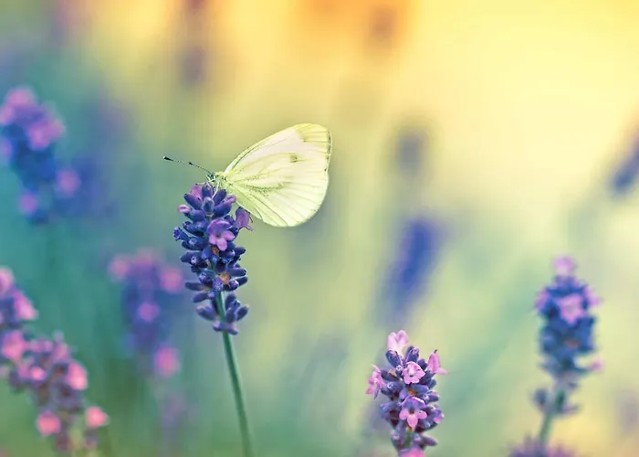 Ferienhaus Casa Lorenzo Panicale